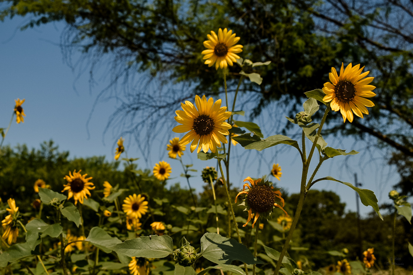 Sunflowers