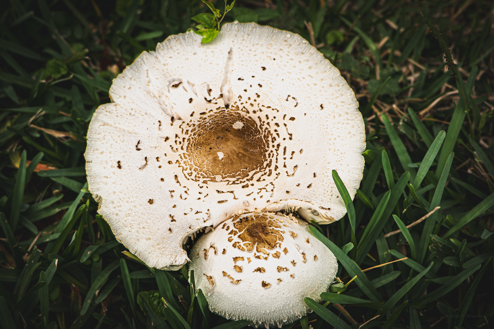 Slide 5: Mushroom on the yard